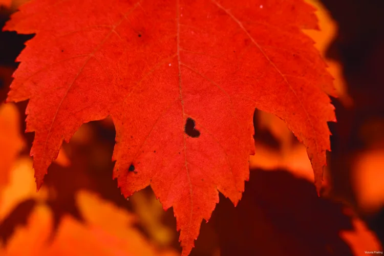 'Sweet' leaf found
